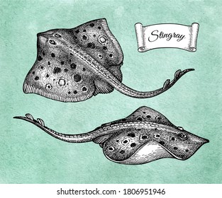 Stingray. Ink sketch of seafood. Hand drawn vector illustration on old paper background. Retro style.