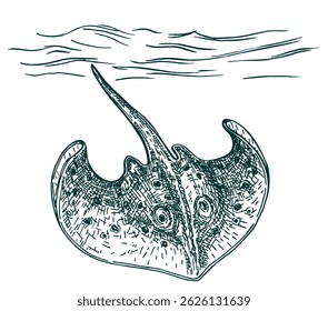 Stingray. Ink sketch of seafood. Hand drawn vector black and white illustration of Stingray. Hand drawn vector illustration isolated on white background. Retro style. 