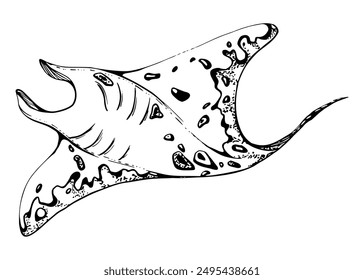 Stingray manta ray fish Marine life, ocean underwater creature animal, Ink and pen sketch hand drawn. Single object illustration, stylized, isolated on white. Zoo shop, aquarium, cosmetics, resort