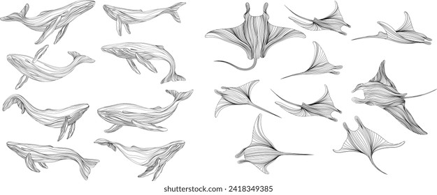 Stingray on a white background collection. Abstract illustration manta ray for your design set. Set of silhouettes of whales isolated on a white background.