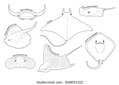 Stingray Set Various Kind Identify Cartoon Vector Black and White