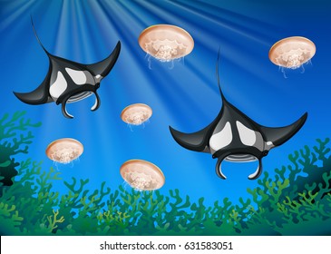 Stingrays and jellyfish underwater