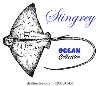 Stingray.Vector stock illustration of a stingray fish.Skates.Hand drawn. Sketch. Isolated on a white background. Sea life, a floating animal in the style of engraving. Tattoo