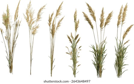 Stipa capillata grama agulha isolada, recorte de árvore, ilustração vetorial, grama de prado, flora natural, espécies de grama seca, vegetação de pradaria, planta herbácea, ilustração de grama selvagem.