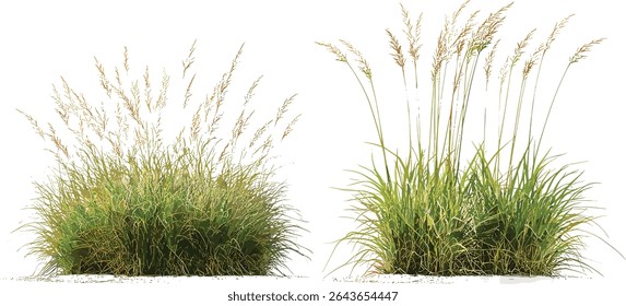 Stipa capillata e Panicum virgatum grama corte isolado, ilustração vetorial, flora do ecossistema da pradaria, plantas herbáceas naturais, vegetação de prado, espécies de grama selvagem, design de natureza botânica.
