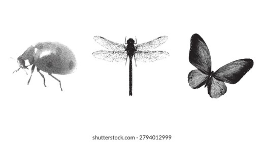 Stipple Insect Set with Ladybug, Dragonfly and Butterfly, Detailed Vintage Engraving Illustration Collection. Vector