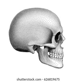 Stippled human skull with a lower jaw. Profile view. Vector textured illustration on white background..