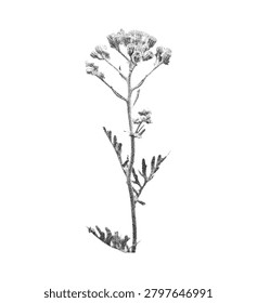 Stippling halftone helichrysum italicum aster bloom flower with retro photocopy grain effect. Modern dotted grungy punk aesthetic. Trendy effect for y2k zines, collage posters, DIY flyers, tattoo