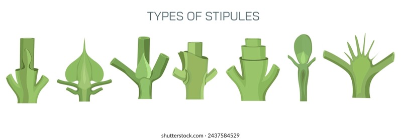 Vektor für die Anordnung von Stipeln. Arten von Stipeln im Blatt. Botanik und ihre Zweige Studierende studieren Material. Anatomie und Schnittbild. Realistische Illustration der Stippentypen.