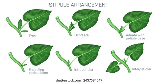 stipule arrangement vector. Types of stipules in leaf. Botany and its branches students study material. Anatomy and cross section image. realistic Illustrated guide to stipule types.