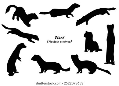 Stoat Silhouette Collection - Mustela erminea in Various Poses