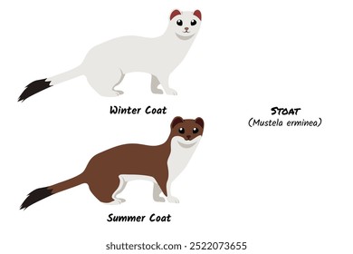 Stoat Winter and Summer Coat Illustration - Mustela erminea