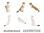 stoats,ermine and weasels cute 2 on a white background, vector illustration. Some stoats turn completely or partially white in winter.