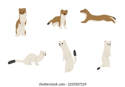 stoats,ermine and weasels cute 4 on a white background, vector illustration. Some stoats turn completely or partially white in winter.