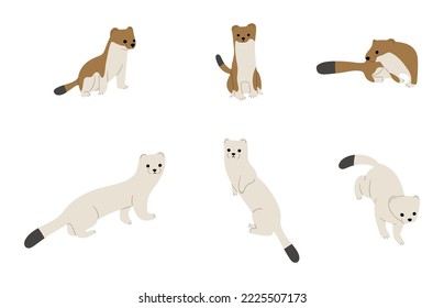 stoats,ermine and weasels cute 5 on a white background, vector illustration. Some stoats turn completely or partially white in winter.