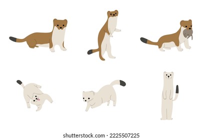 stoats,ermine and weasels cute 6 on a white background, vector illustration. Some stoats turn completely or partially white in winter.