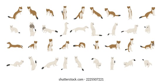stoats,ermine and weasels cute collection 1 on a white background, vector illustration. Some stoats turn completely or partially white in winter.