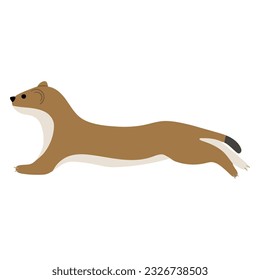 Stoats,ermine and weasels cute Single 15 on a white background, vector illustration. 