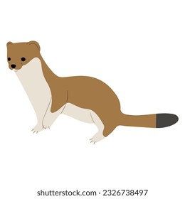 Stoats,ermine and weasels cute Single 25 on a white background, vector illustration. 