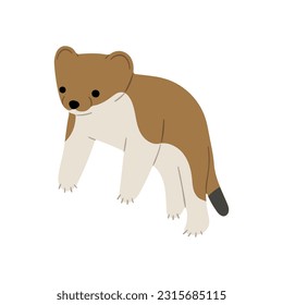 stoats,ermine and weasels cute single 3 on a white background, vector illustration. Stoats have a long, thin body with a tail that ends in a bushy black tip.