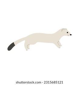 stoats,ermine and weasels cute single 4 on a white background, vector illustration. Stoats have a long, thin body with a tail that ends in a bushy black tip.