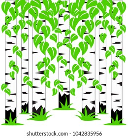 Stock Illustration Birch grove, birch trunks and leaves on a white background