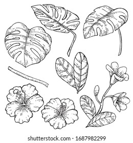 
stock illustration vector drawing. tropical leaves and flowers hand drawing graphic. hibiscus, monstera leaves, plumeria