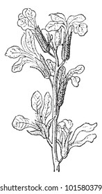 Stock or Matthiola sp., showing flowers, vintage engraved illustration. Dictionary of Words and Things - Larive and Fleury - 1895