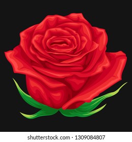 stock vector close up rose graphic illustration in black background