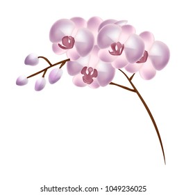 stock vector colorful of orchid flowers vector illustration isolated.stock vector beautiful three day old pink orchids flowers. realistic Orchid.
