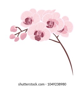 stock vector colorful of orchid flowers vector illustration isolated.stock vector beautiful three day old pink orchids flowers 