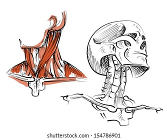 Stock vector diagram of skeleton and neck musculature for medicine and health care illustration