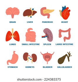 Stock vector flat color icon organs set