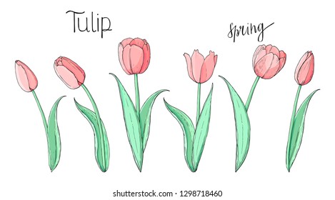 Stock vector floral set of pink tulips.  Isolated and hand drawn  illustration. Floral design, flower backdrop. Festive design, wedding decoration, spring hand drawn flower collection.