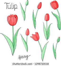 Stock vector floral set of red tulips.  Isolated and hand drawn illustration. Elements for floral design, flower backdrop. Spring hand drawn garden flower collection.