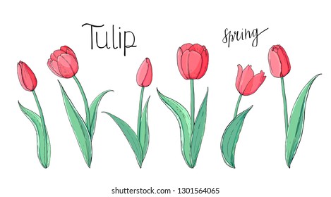 Stock vector floral set of red tulips.  Isolated and hand drawn vector illustration. Elements for floral design, flower backdrop. Spring hand drawn flower collection.