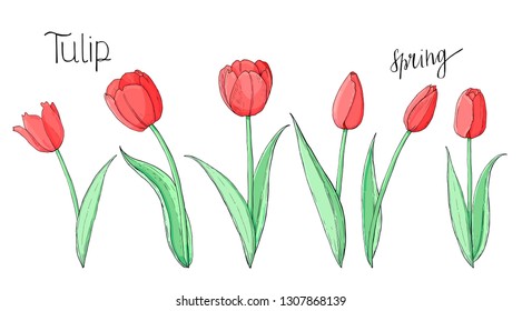 Stock vector floral set of red tulips.  Isolated and hand drawn vector illustration. Elements for loral design, flower backdrop. Spring hand drawn flower collection.