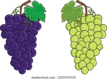 stock vector fruit grape design illustration