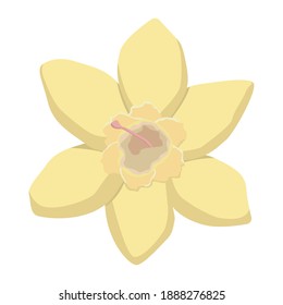 Stock vector graphics of bright yellow flower of Tahitian vanilla. Flat illustration isolated on white background. Wild vanilla spring flower logo. Freehand drawing. Ingredient for perfume and cooking