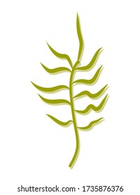 Stock Vector Grafik grüne Alge Algen mit grünen Blättern. Schöne Pflanze auf weißem Hintergrund. T-Shirt-Druck, Print-Design, Flachdesign, Aufkleber, Strandlogo, Massage-Salon