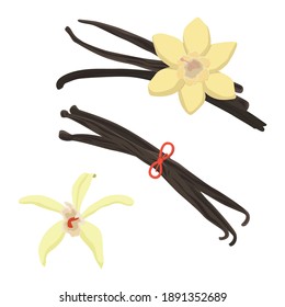 Stock Vector graphics set of fragrant Tahitian vanilla flowers with a red bow. Flat illustration isolated on white background. Wild brown vanilla pods and yellow flowers. Freehand drawing.