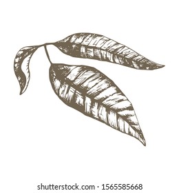 Stock vector hand drawn botanical illustration with a Thai mango leaves. 3 engraved mango leaves. Exotic tropical vegetarian plants. Use for market, cafe, smoothie restaurant menu, textile bag print