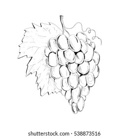 stock vector hand drawn grapes it can be used for decorating and adult coloring page mono color black ink illustration