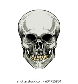 stock vector hand drawn human skull sketchy vintage style vector illustration