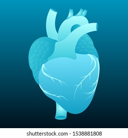 stock vector of human heart, internal schema. medical, anatomy, organs, and health care concept. vector illustration background.