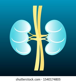 stock vector of human kidney, internal schema. medical, anatomy, organs, and health care concept. vector illustration background.