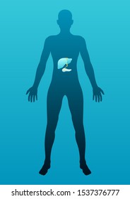 stock vector of human male body with liver and pancreas, internal schema. medical, anatomy, and health care concept. vector illustration background.