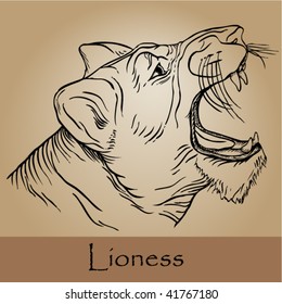 Stock vector illustration background wild lioness drawing
