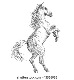 Stock vector illustration beautiful white horse drawing