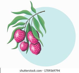 Stock vector illustration. A branch with lychee fruit is drawn against the blue circle.